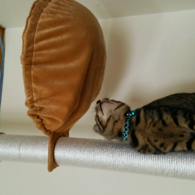 じゃれあいの画像