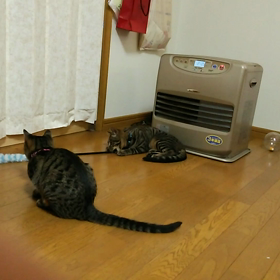 猫じゃらしの画像