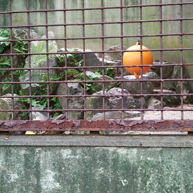 東山動物園の画像