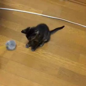 猫じゃらしの画像