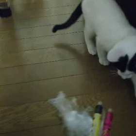 ネコパンチの画像
