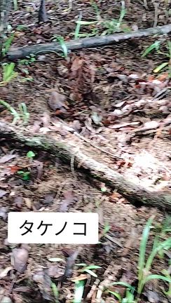 ソックスエイドと筏流しとタケノコとの記事動画