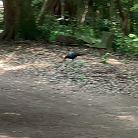 鹿島神宮のカラスちゃん②の画像