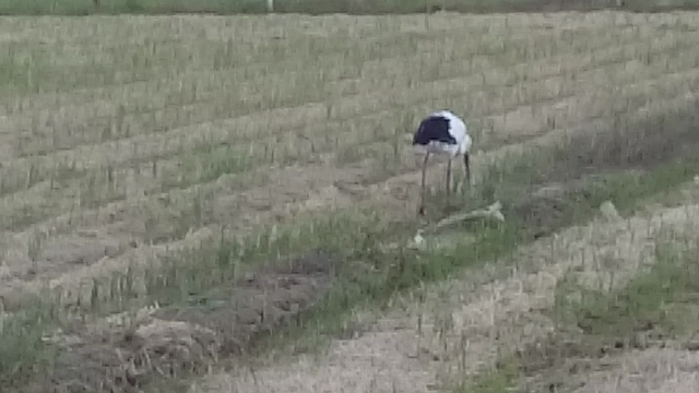 コウノトリの記事動画