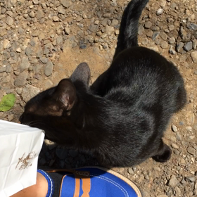 #383 ねこネコ猫の画像