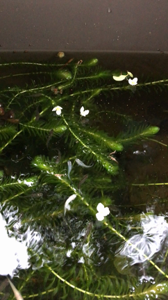 水草の花の記事動画