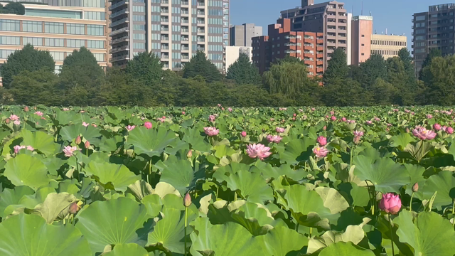 猛暑の記事動画