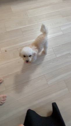 可愛い子ちゃんの記事動画