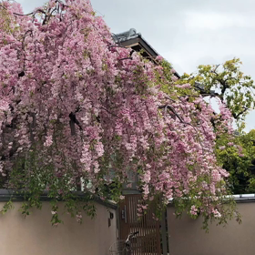 垂れ桜の画像