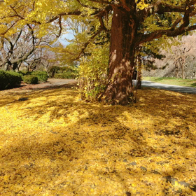 自然と交じり合うの画像