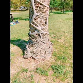 枝を拾いにの画像