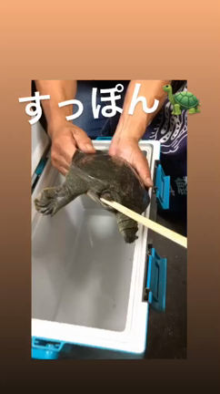 ヒロすっぽんに出会う！！  D-High-LoWの記事動画