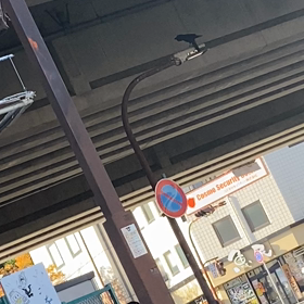 カラスの鳴き声の画像