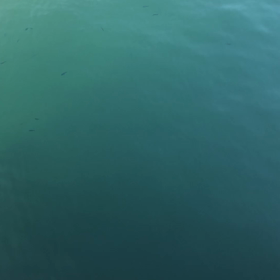 新居海釣り公園　サビキ釣りの画像
