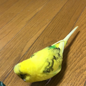 インコ「うれし〜よ〜」の画像