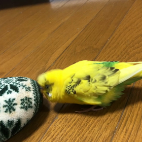 実家のインコの画像