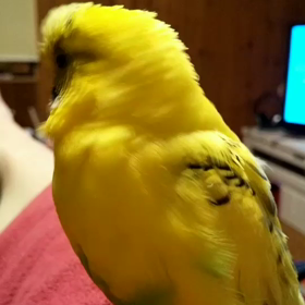 キーちゃん　もごもごお喋りの画像