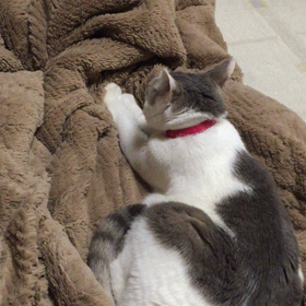 ふくちゃんとビビちゃんの違いの画像