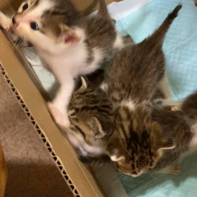 子猫が捨てられていました2の画像