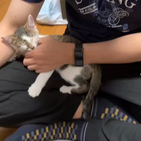 子猫譲渡後2の画像