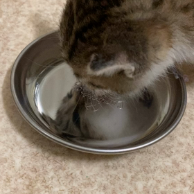 子猫が捨てられていました5の画像