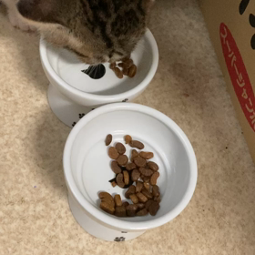 子猫が捨てられていました7の画像