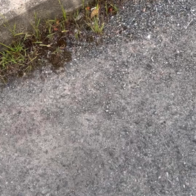 近所の小川散歩 Part 13の画像