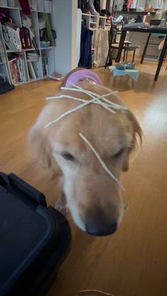 鰹の記事動画