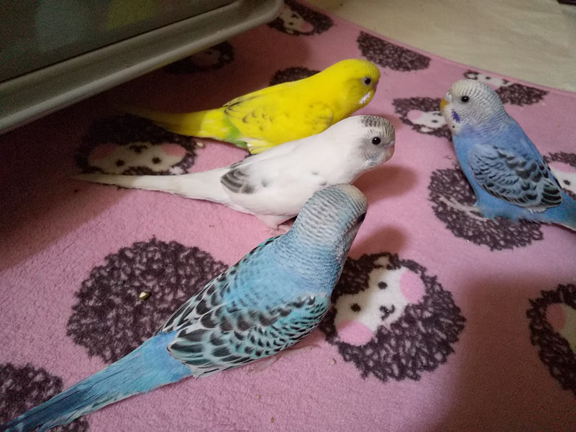 うちのインコ達です(*^^*)の記事動画