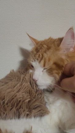 ベロンベロン♪の記事動画