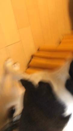 ショックすぎて、声が出ない！の記事動画