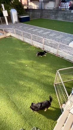 【保護犬　チワワ】チューリップの旅立ち　山梨から東京への記事動画