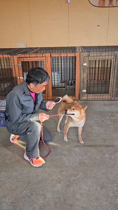 【保護柴犬フジの成長】パグなべ頑張りました‼️の記事動画