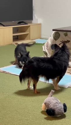 【保護犬　チワワ】チューリップの旅立ち　山梨から東京への記事動画
