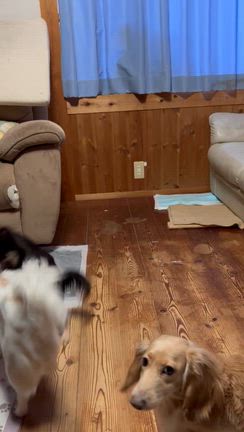 【保護犬　八ヶ岳南麓里親探し】急に慣れ出した1歳チワワくんの記事動画