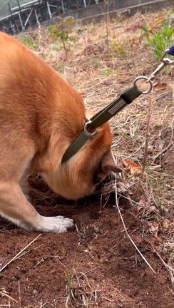 【保護犬　ザ・雑種】はっ作くんの趣味だから仕方ないの記事動画