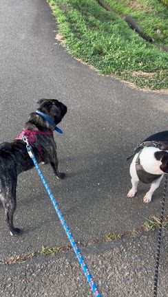 【保護犬　はっ作】出張トリミング　その2の記事動画