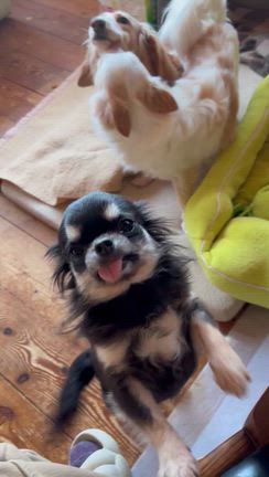 【保護犬　小型犬】中型犬も、み〜〜んなフィラリア予防薬飲ませたよの記事動画