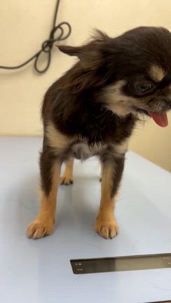 【保護犬　チワワ2歳女子】待合室でも診察台でもイイ子できました♡の記事動画