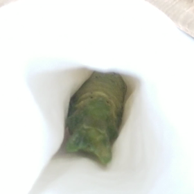 サナギの動きの画像