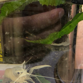 ザリガニくん朝ご飯の画像