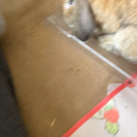ウサギの画像