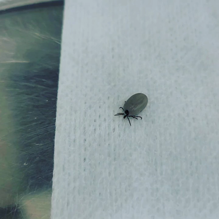 マダニに注意！の記事動画