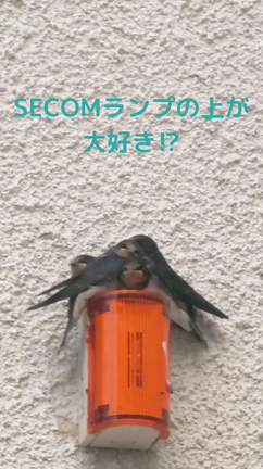 ツバメが巣立っていきましたの記事動画