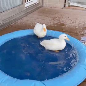 コールダックたち☆ | 【一般社団法人】動物保護団体わんらぶ〜わん