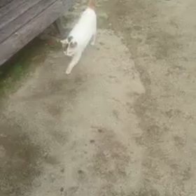 しらゆきちゃん動画シリーズの画像
