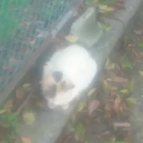 しらゆきちゃん 動画シリーズの画像
