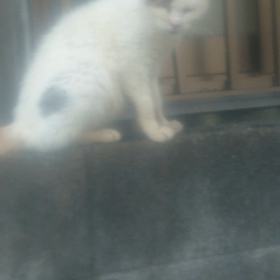 しらゆきちゃん 動画シリーズの画像