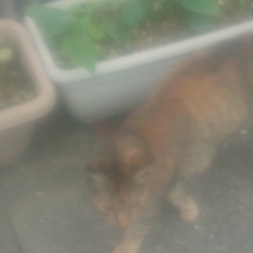 町ねこ動画の画像