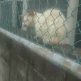しらゆきちゃん 動画シリーズの画像